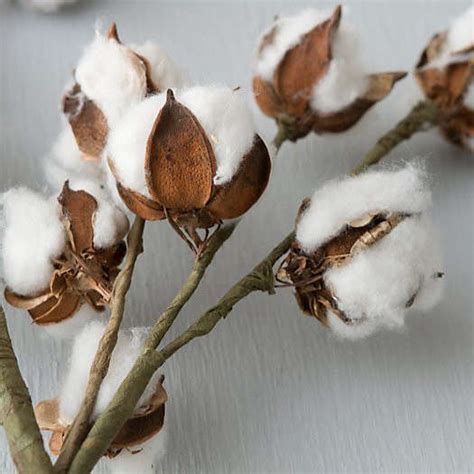 Dried Cotton Stem Gardenista
