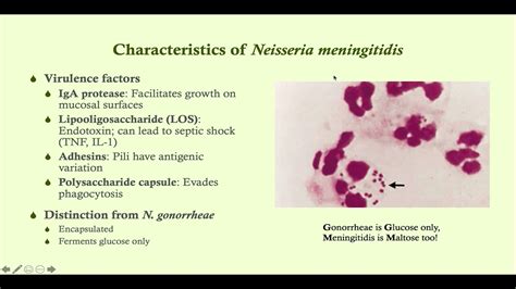 Neisseria Meningitidis Meningococcal Meningitis Microbiology Boot