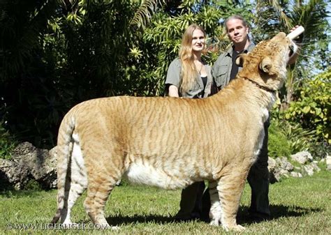 Ligers Liger Pictures Hercules
