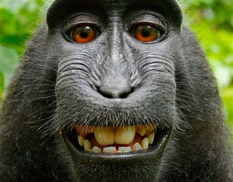 Who Owns Your Photos Monkeys Take Selfies Sparking Copyright