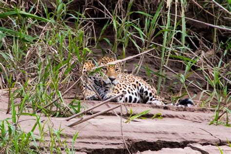 Jaguar Population In Tambopata Thriving