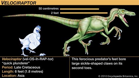 Velociraptor Size Chart