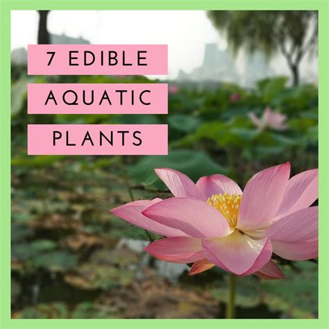 A Guide To Edible Aquatic Plants Dengarden