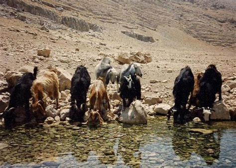 Water At Mount Sinai Ancient Exodus