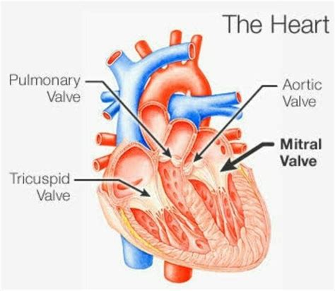 What Is The Reason The Left Side Of The Heart Has A Bicuspid And Right