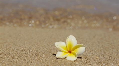 flowers tropical beach wallpapers top free flowers tropical beach backgrounds wallpaperaccess