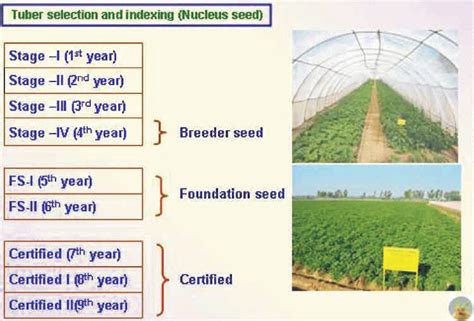 Different Stages In Seed Production Download Scientific Diagram