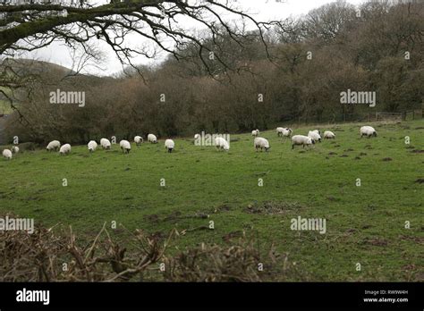 Flock Of Sheep Grazing In A Field In Shropshire England Uk Stock
