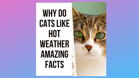 Why Do Cats Like Hot Weather 5 Interesting Facts About Feline Heat