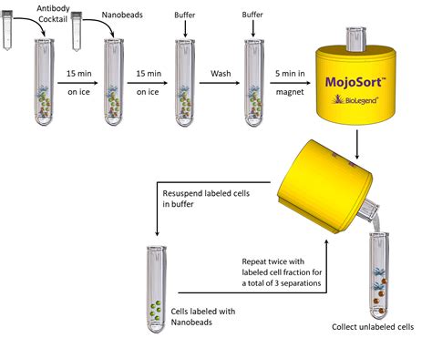 Protocol Mojosort Whole Blood Human Neutrophil Isolation Kit Protocol