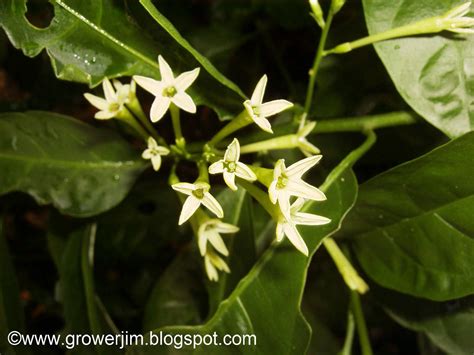 Its excellent blooming characteristics make it a perfect fit for privacy hedges and screens. Garden Adventures: Cestrum nocturnum (Night-blooming Jasmine)