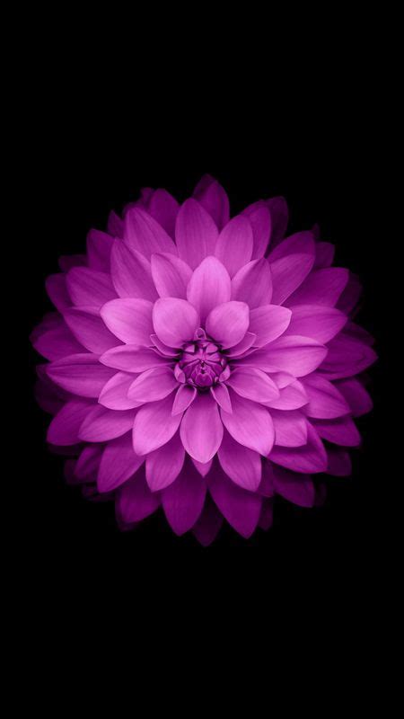 Iphone Official Pink Dahlia Flower Wallpaper Download Mobcup