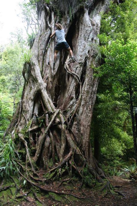Climbing A 1000 Yr Old Rata Tree Wildernesscapes Photography Llc By