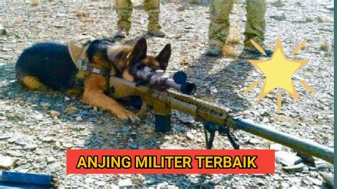 7 Jenis Anjing Militer Dan Anjing Polisi Terbaik Di Dunia Youtube