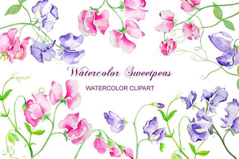 Watercolor Sweet Pea Pink And Purple Flowers Clipart