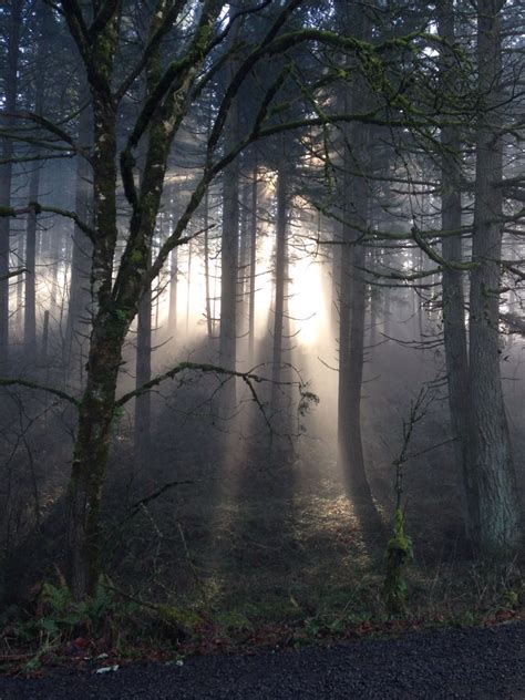Sun Shining Through Fog And Trees In Oregon Paisajes