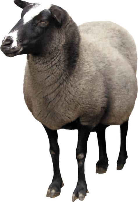 Sheep Png Image Transparent Image Download Size 1924x2808px
