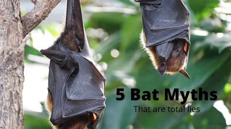 5 Bat Myths That Are Total Lies Youtube