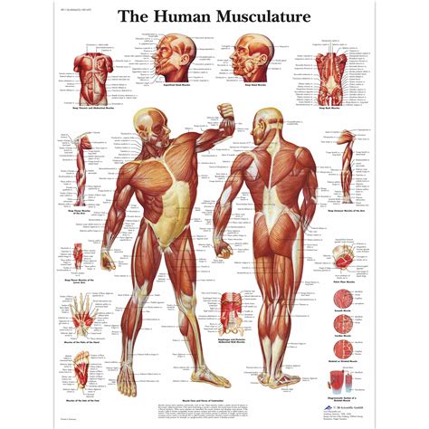 Human Muscles Chart Muscle Diagram Human Muscular System Human My Xxx