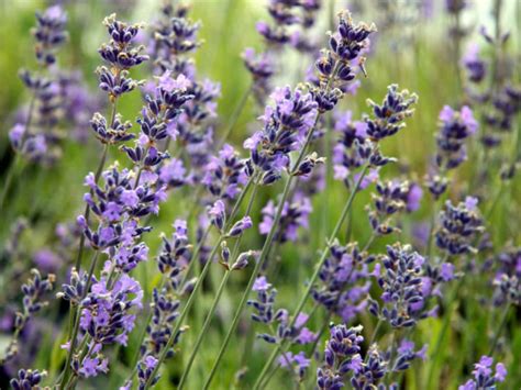 Lavandula Angustifolia Munstead English Lavender World Of