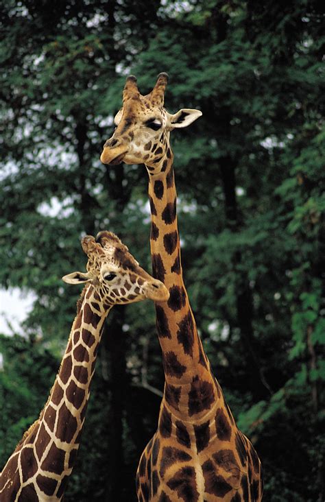 They get their nutrients from the air and water, not from the soil. What Animals Live in the Tropical Dry Forest | USA Today