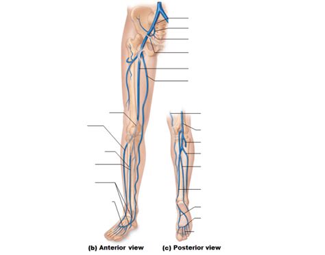 It rises up the medial side of the leg, moving anteriorly to the medial malleolus, and posteriorly to the medial condyle at the knee joint. veins of the right lower limb