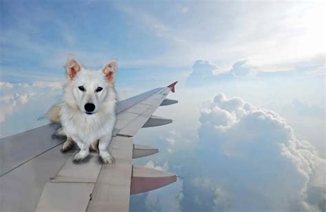 Small Pets That Travel Well Animal Kooky
