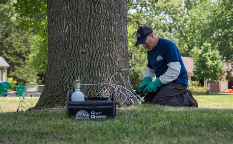 Tree Disease And Insect Treatment In Minnesota Rainbow Treecare