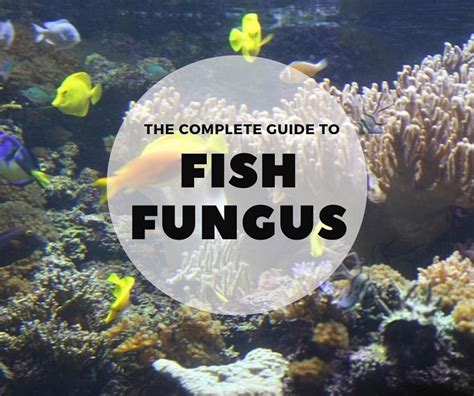 The Complete Guide To Fish Fungus Fishkeeping World