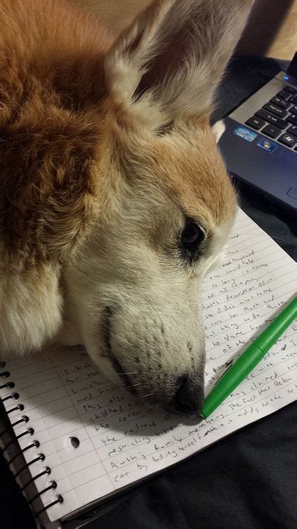 Its Time To Grade Papers But Morty Gets Jealous Of The Notebooks