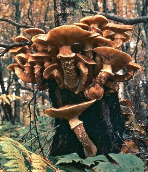 What Phylum Does The Mushroom Agaricus Belong To
