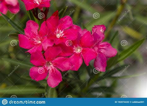 Blooming Pink Oleander Flowers Oleander Nerium Close Up Stock Photo