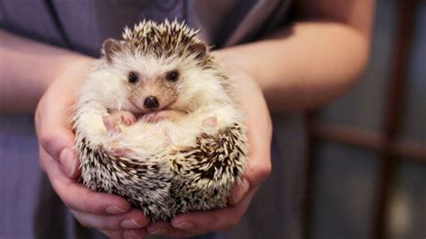 As Far As Pets Go It Is The African Pygmy Hedgehog That Is The Most