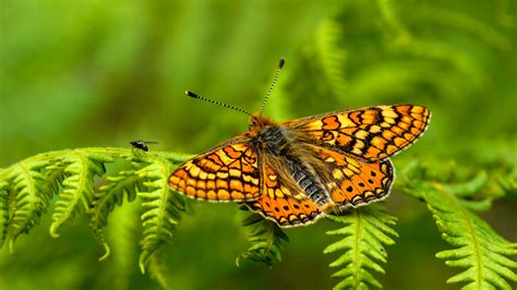 Yellow Brown Butterfly With Open Wings On Green Leaves In