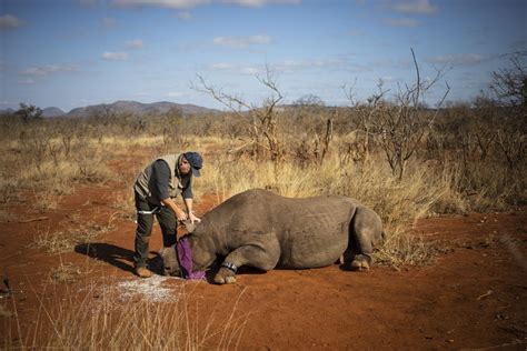 Pictures Rhinos Dehorned To Curb Poaching The Citizen