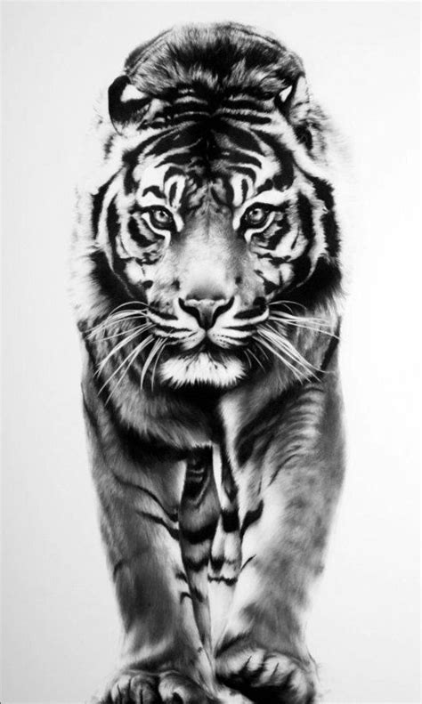 This Image Is A Dramatic Intense Life Size Drawing Of A Tiger That