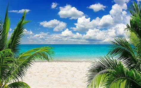 Hd Wallpaper Green Palm Trees Beach Sand Tropical Sky Horizon Water Wallpaper Flare