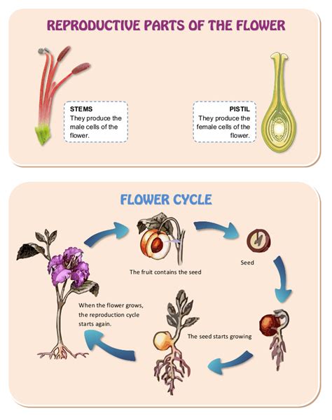Reproduction In Plants The Kingdoms Of Life