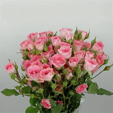 Spray Rose Imported Light Pink