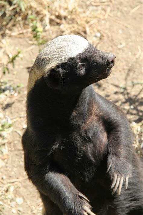 Pin By ジョスエ On Animals Honey Badger Wild Animals Pictures Cat Anatomy
