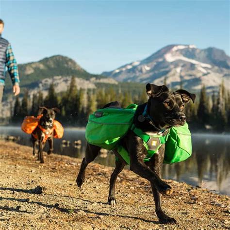 6 Best Dog Friendly Hikes In The Bay Area