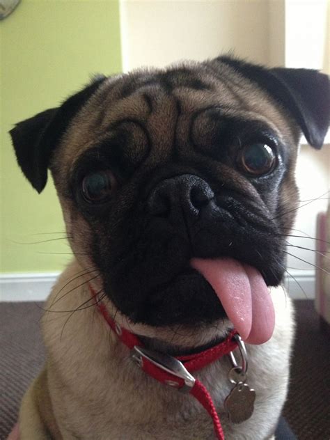Cute And Friendly Fawn Pug Puppy For Stud Blackpool