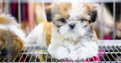Maybe you would like to learn more about one of these? Las Vegas Repeals Ban on Retail Pet Store Puppy Sales - The Dogington Post