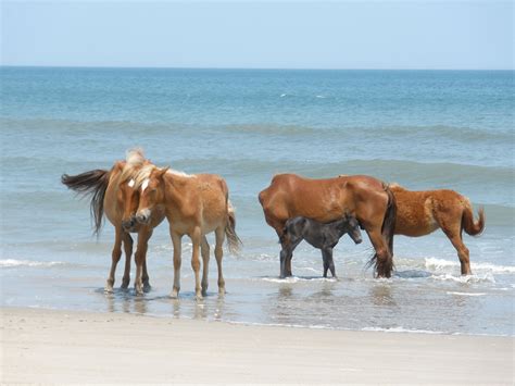 Corolla Outer Banks Wild Horses Descendants From Spanish Shipwrecks