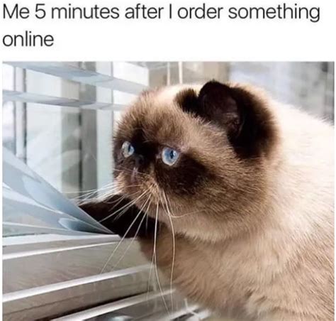 20 hilarious memes every cat owner will understand