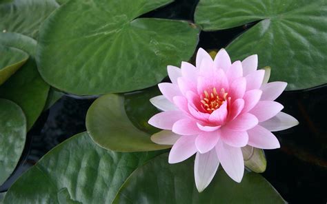 If you have your own one, just create an account on the website and upload a picture. lotus flowers - HD Desktop Wallpapers | 4k HD