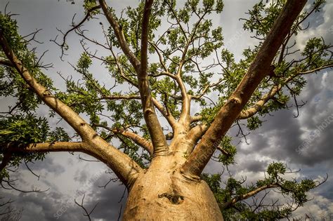 Boab Tree Adansonia Gregorii Australia Stock Image C0388208