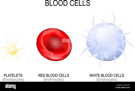 Blood Cells Type Platelet Or Thrombocyte White Blood Cell Or