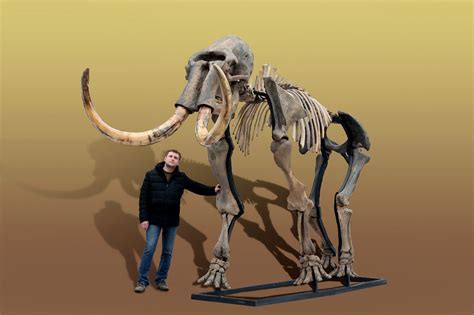 Russian Woolly Mammoth Skeleton Mammuthus Primigenius Photos —