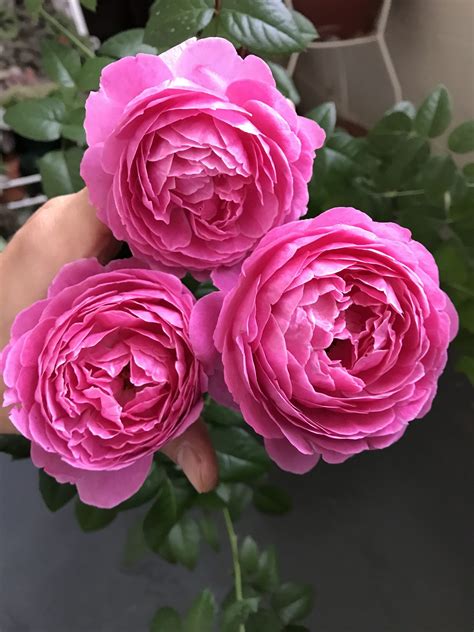 Hoa Hồng Nhật For Your Home Rose Xinh Garden